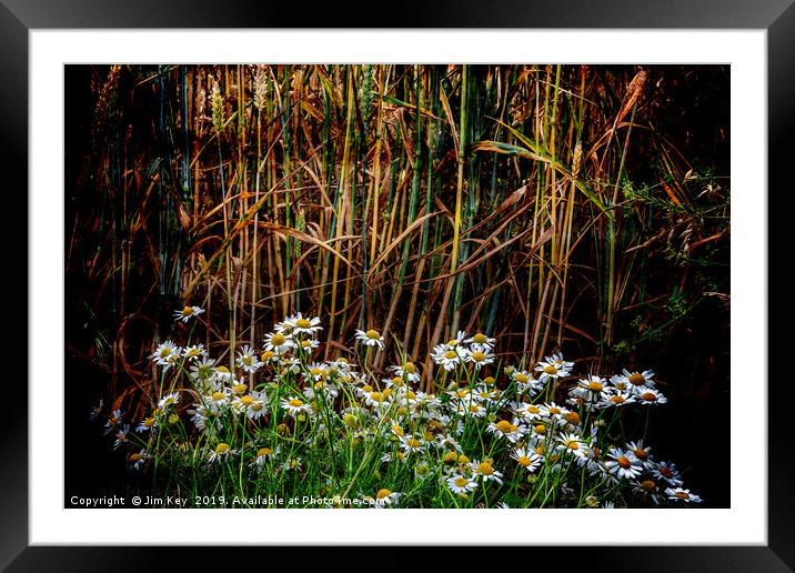 Daisies in a Wheat Field Framed Mounted Print by Jim Key