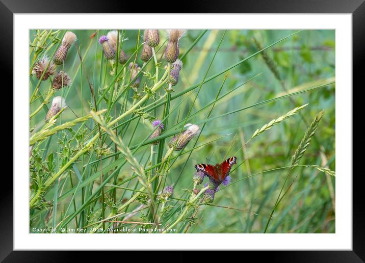 The Peacock Butterfly Framed Mounted Print by Jim Key