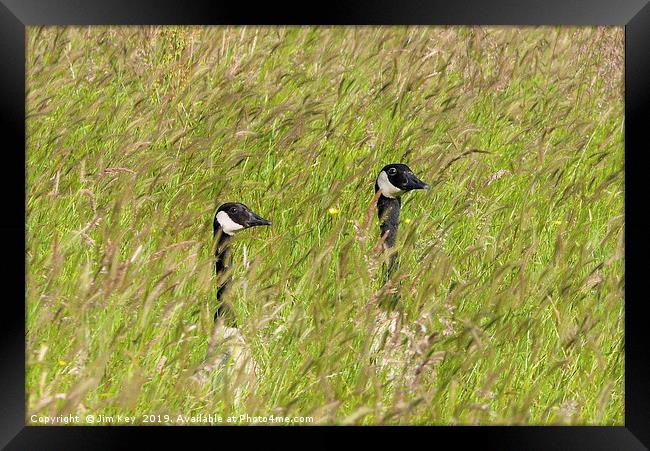 Canada Geese  Surprise ! Framed Print by Jim Key