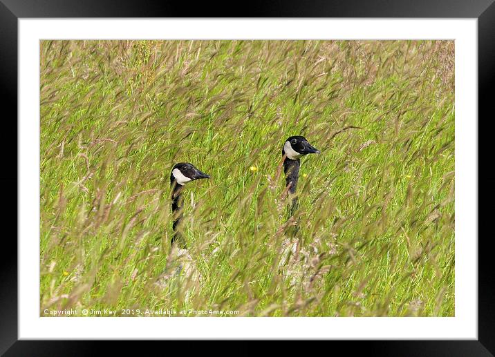Canada Geese  Surprise ! Framed Mounted Print by Jim Key