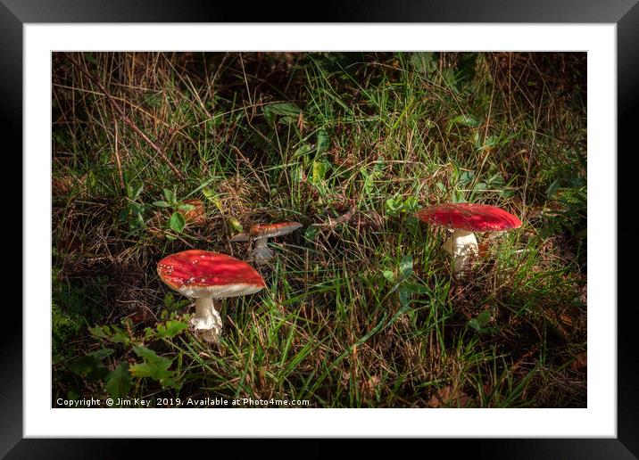 Woodland Toadstools Framed Mounted Print by Jim Key