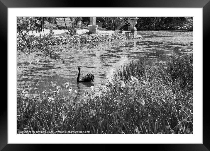 Black Swan B & W Framed Mounted Print by Jim Key