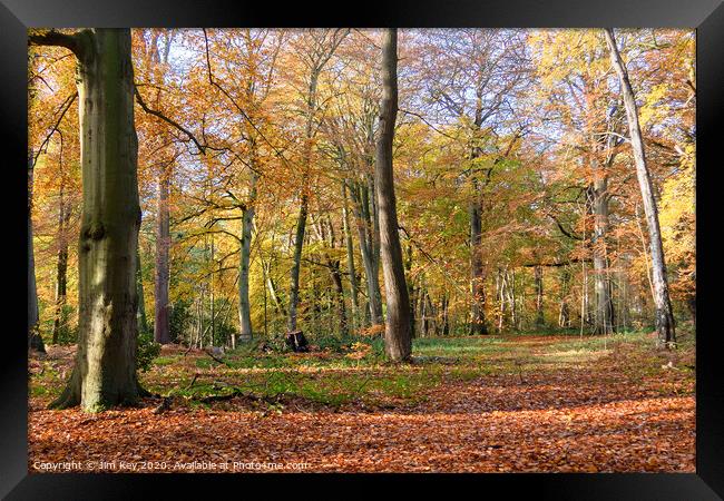 Winter Beech Wood Framed Print by Jim Key