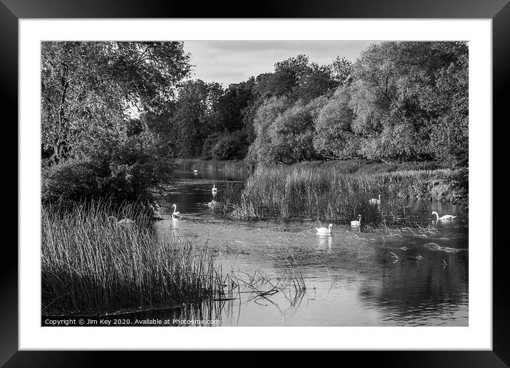A River of White Swans   Framed Mounted Print by Jim Key