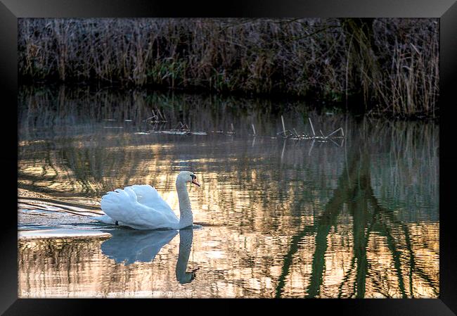 White Swan at Sunrise   Framed Print by Jim Key