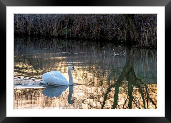 White Swan at Sunrise   Framed Mounted Print by Jim Key