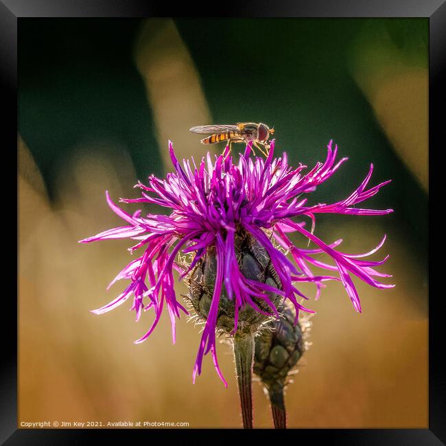 Hoverfly on a Purple Thistle Close Up Framed Print by Jim Key