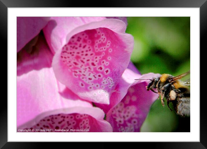 Bumble Bee and a Foxglove Close Up Framed Mounted Print by Jim Key