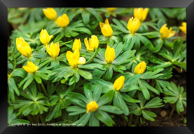 Carpet of Aconites in Woodland Close Up Framed Print by Jim Key