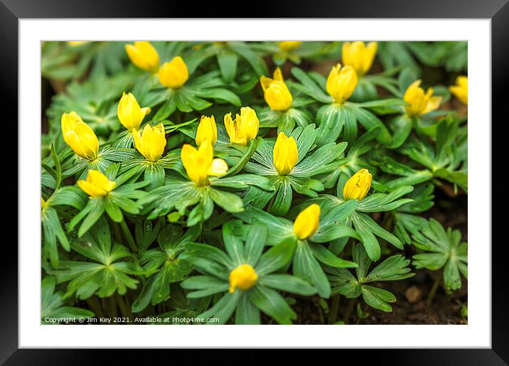 Carpet of Aconites in Woodland Close Up Framed Mounted Print by Jim Key