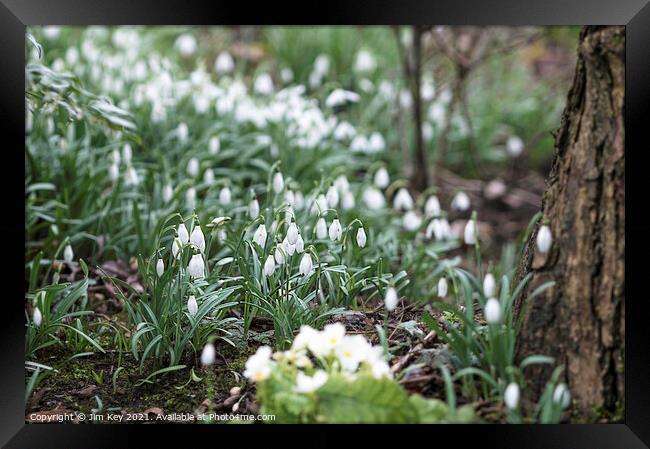 Snowdrops in a Woodland  Framed Print by Jim Key