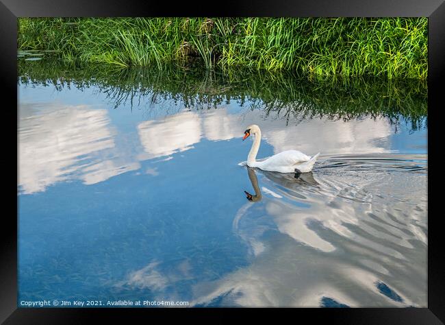 Swan Reflection Framed Print by Jim Key