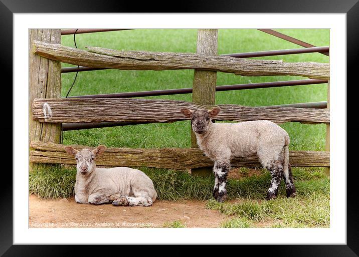 Two Lambs Farmers Gate Framed Mounted Print by Jim Key