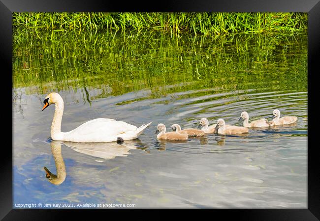 Swan and Cygnets Framed Print by Jim Key