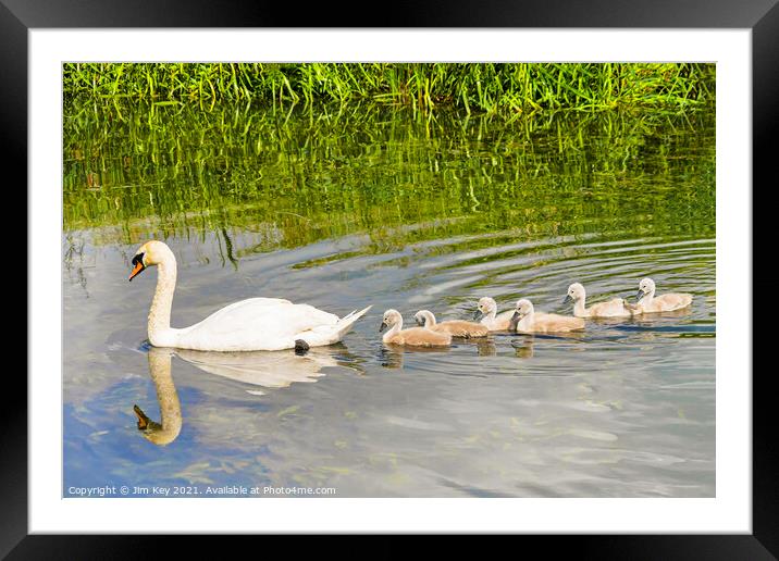 Swan and Cygnets Framed Mounted Print by Jim Key