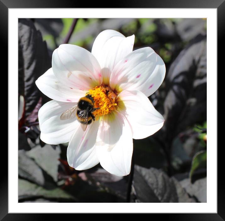 Flower and Bee Framed Mounted Print by Helen Davies