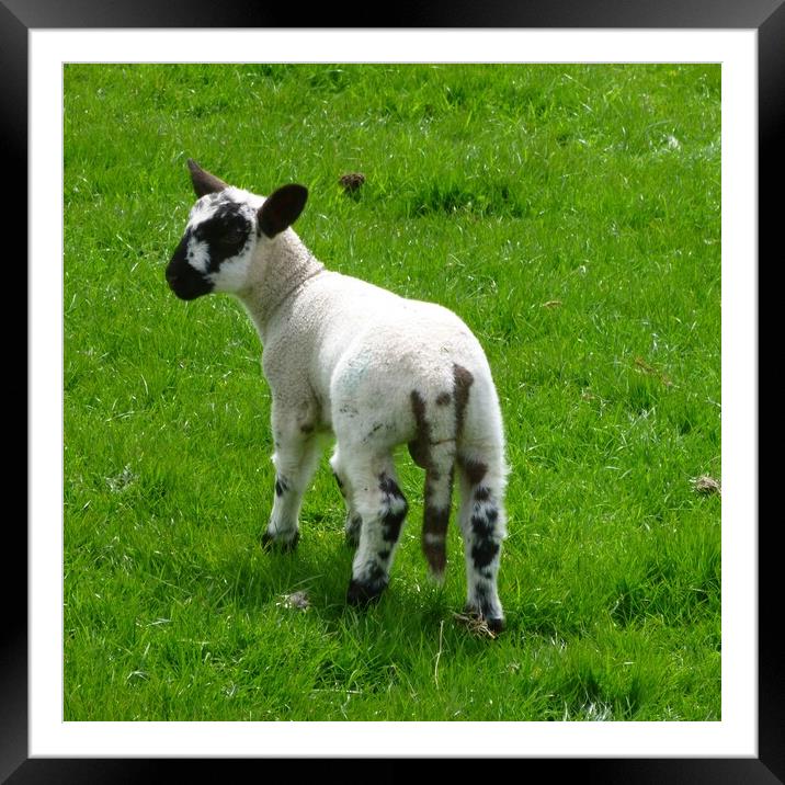 A lamb standing on top of a grass covered field Framed Mounted Print by Helen Davies