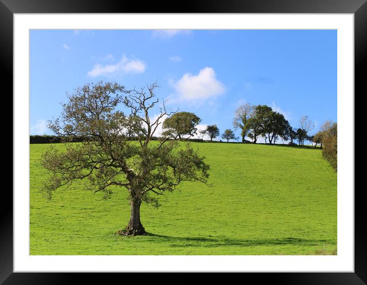 Carmarthenshire Trees Framed Mounted Print by Helen Davies