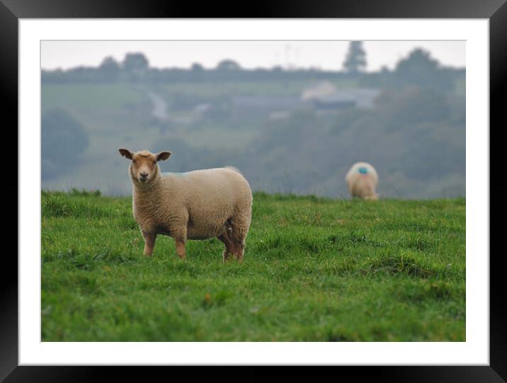 Welsh lamb Framed Mounted Print by Helen Davies