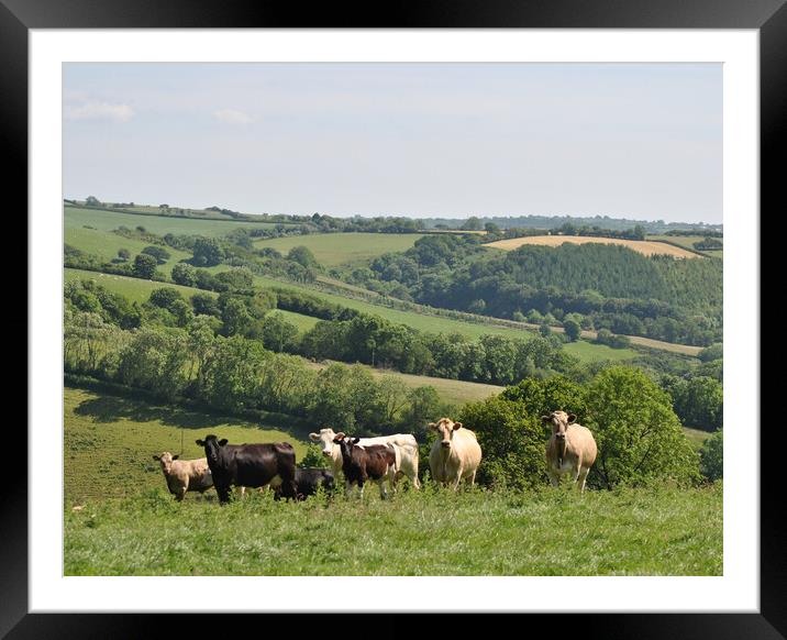 Inquisitive cattle Framed Mounted Print by Helen Davies