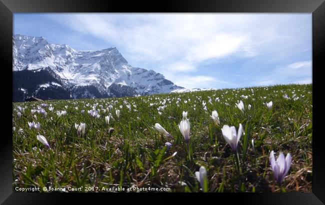 Swiss alps with crocuses. Framed Print by Joanne Court