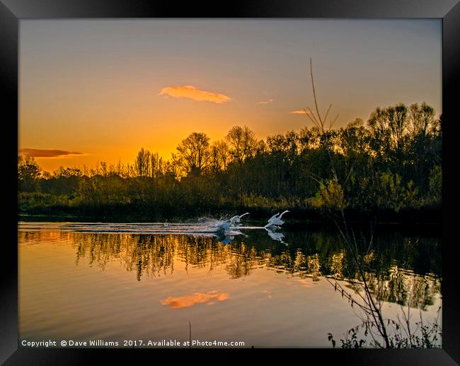 The Swans of Swan Lake, Sandhurst Framed Print by Dave Williams