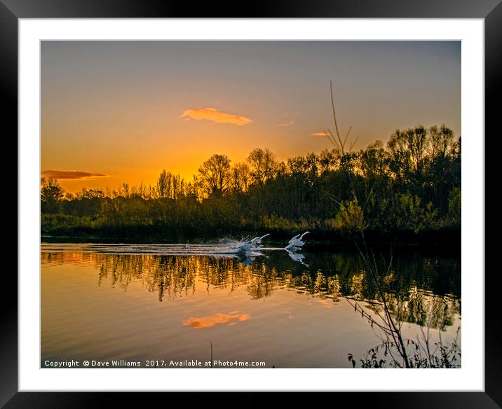 The Swans of Swan Lake, Sandhurst Framed Mounted Print by Dave Williams