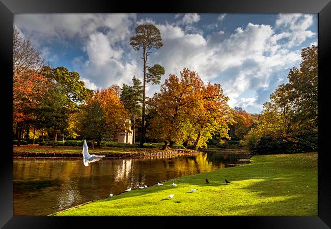 Wonderful Autumn (The Fall) Framed Print by Dave Williams