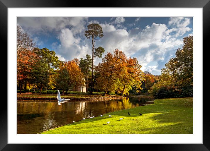 Wonderful Autumn (The Fall) Framed Mounted Print by Dave Williams