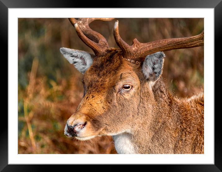 Red Deer Framed Mounted Print by Dave Williams