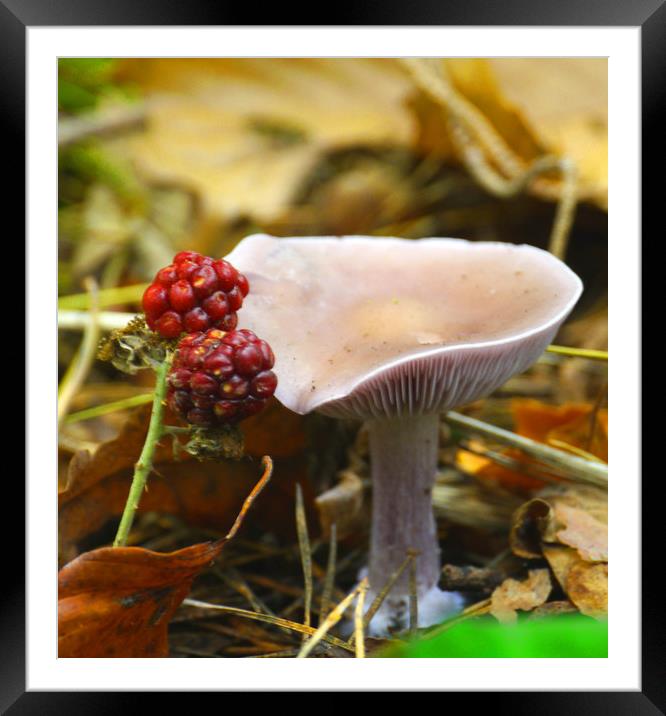 Fruity Mushroom Framed Mounted Print by Dave Williams