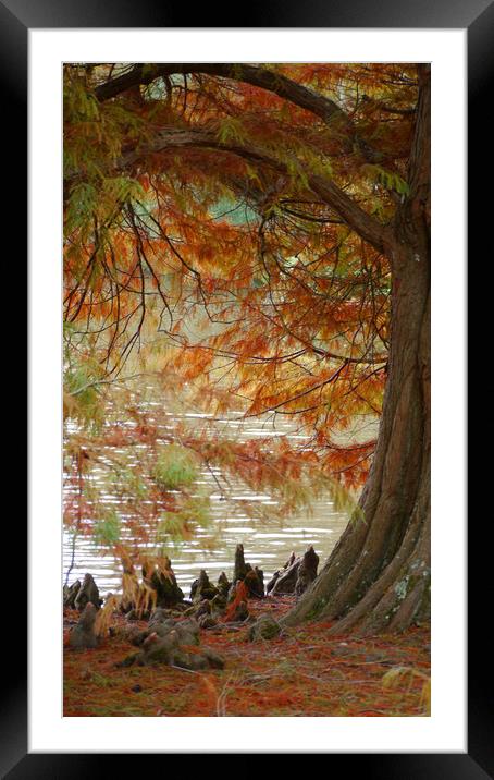 Autumn Colours Framed Mounted Print by Dave Williams