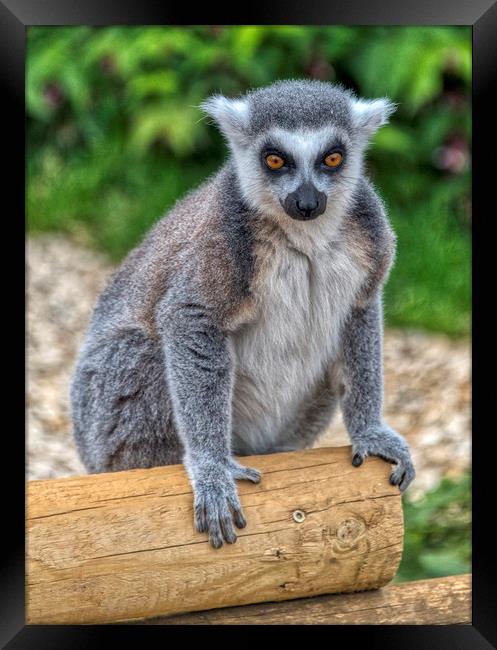 Ring Tailed Lemur Framed Print by Dave Williams