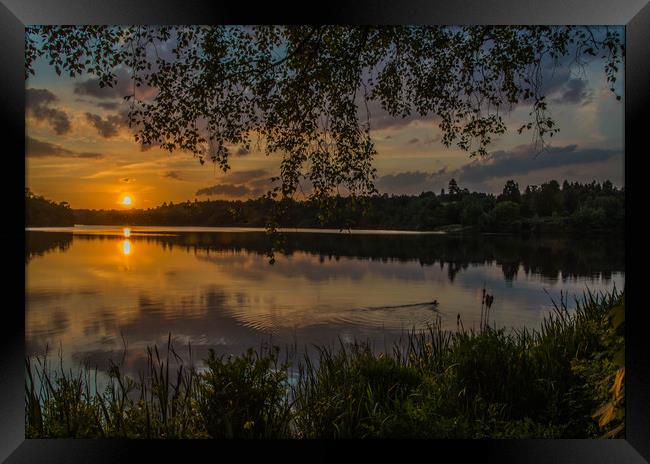 Virginia Water Sunset Framed Print by Dave Williams