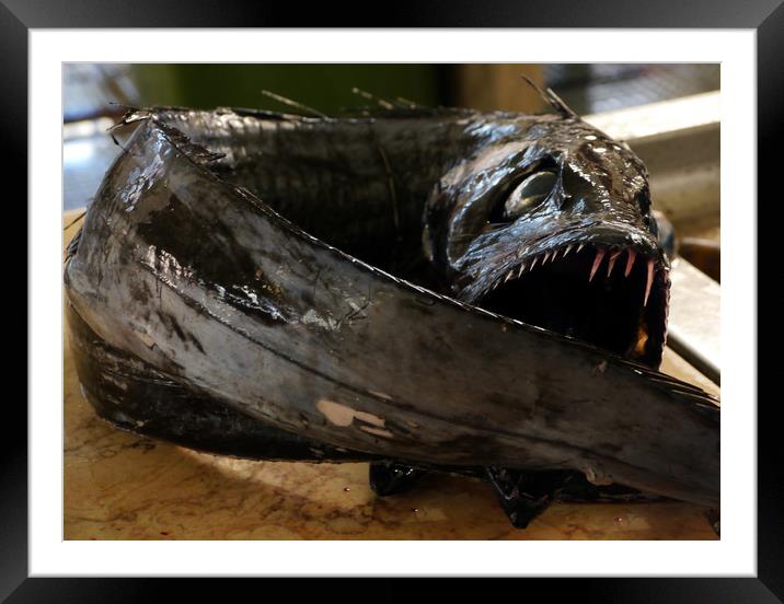 Espada Preta The Black Scabbard Fish Framed Mounted Print by Dave Williams