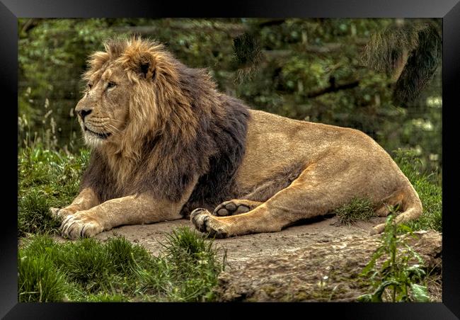 King of the Jungle Framed Print by Dave Williams