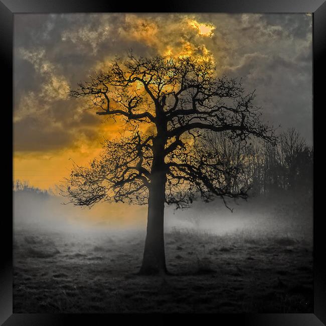 Haunted Tree Sunrise at Hawley Meadows in Hampshir Framed Print by Dave Williams