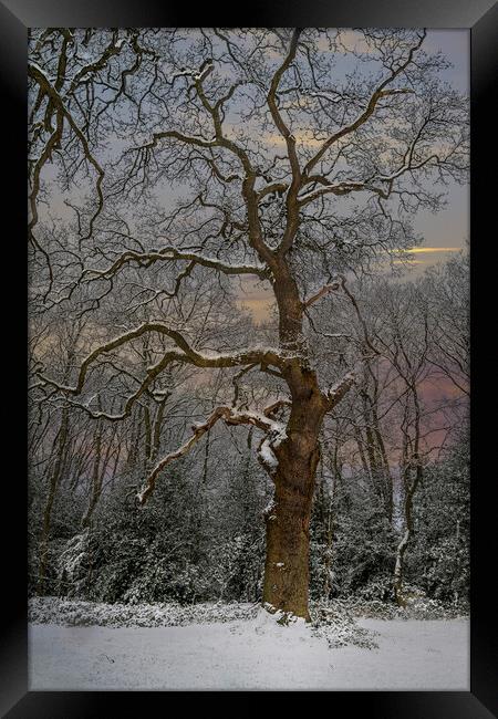 Winter and the snow covered tree Framed Print by Dave Williams