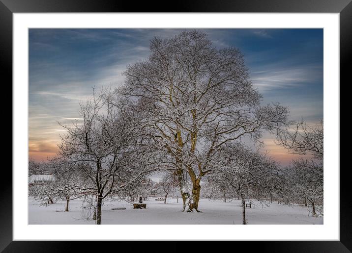 Winter at Vaughan Millenium Orchard in Hartley Wit Framed Mounted Print by Dave Williams