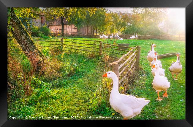 Gaggle of geese exiting a yard Framed Print by Daniela Simona Temneanu