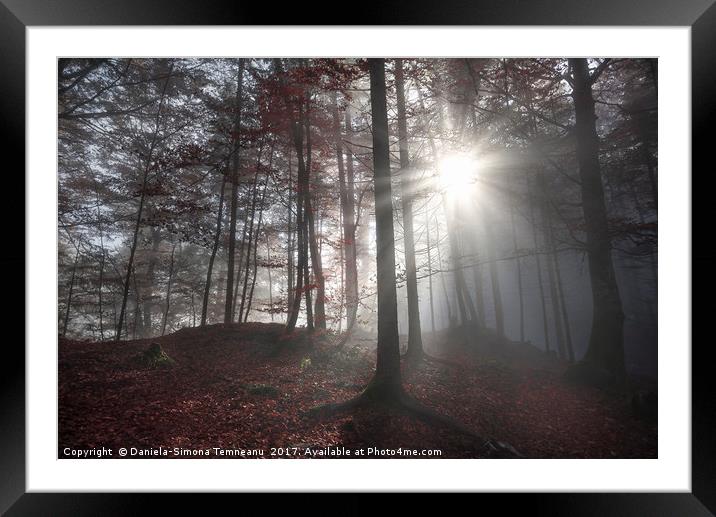 Morning sun rays through a dark forest Framed Mounted Print by Daniela Simona Temneanu