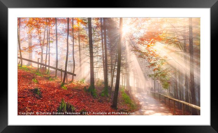 Road through an autumn forest and sun rays Framed Mounted Print by Daniela Simona Temneanu