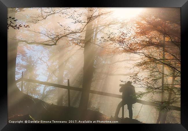 Silhouette of a man under sun rays in autumn color Framed Print by Daniela Simona Temneanu