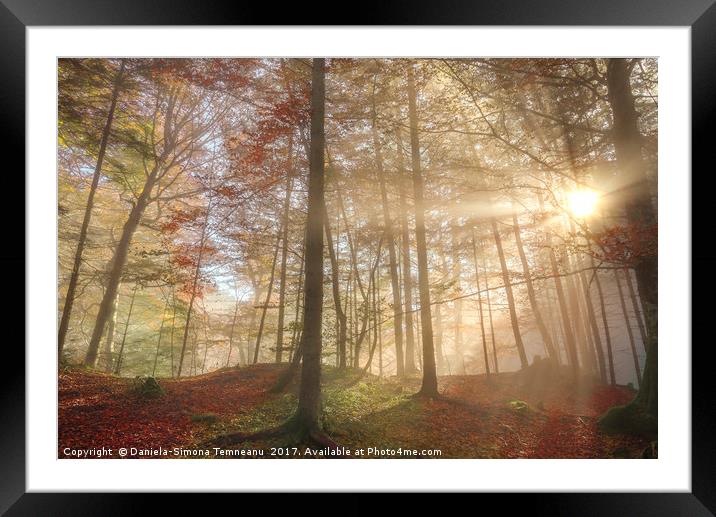 Sun rays through a misty autumn forest Framed Mounted Print by Daniela Simona Temneanu