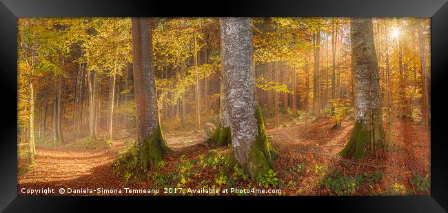 Sunshine through autumn forest Framed Print by Daniela Simona Temneanu