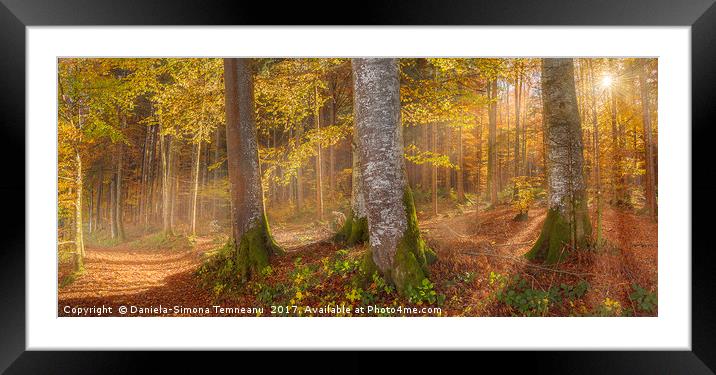 Sunshine through autumn forest Framed Mounted Print by Daniela Simona Temneanu
