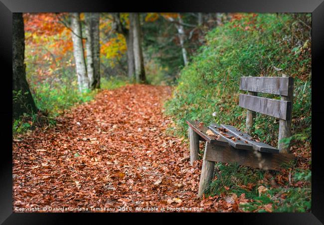 Wooden bench on forest alley with autumn leaves Framed Print by Daniela Simona Temneanu