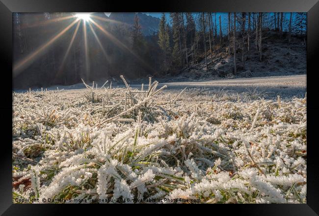 Frozen grass under bright sunlight Framed Print by Daniela Simona Temneanu