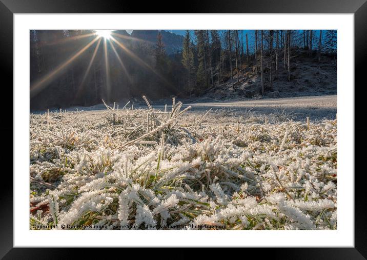 Frozen grass under bright sunlight Framed Mounted Print by Daniela Simona Temneanu