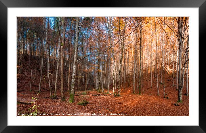 Colorful panorama of an autumn forest Framed Mounted Print by Daniela Simona Temneanu